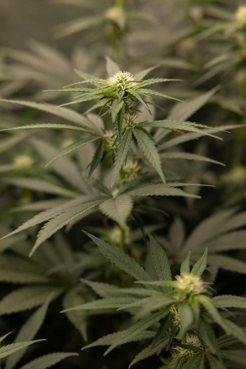 Blue Widow 🕷️  - Zamnesia x B&B. Week 6
