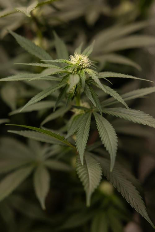 Blue Widow 🕷️  - Zamnesia x B&B. Week 6
