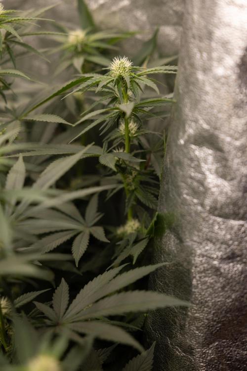 Blue Widow 🕷️  - Zamnesia x B&B. Week 6