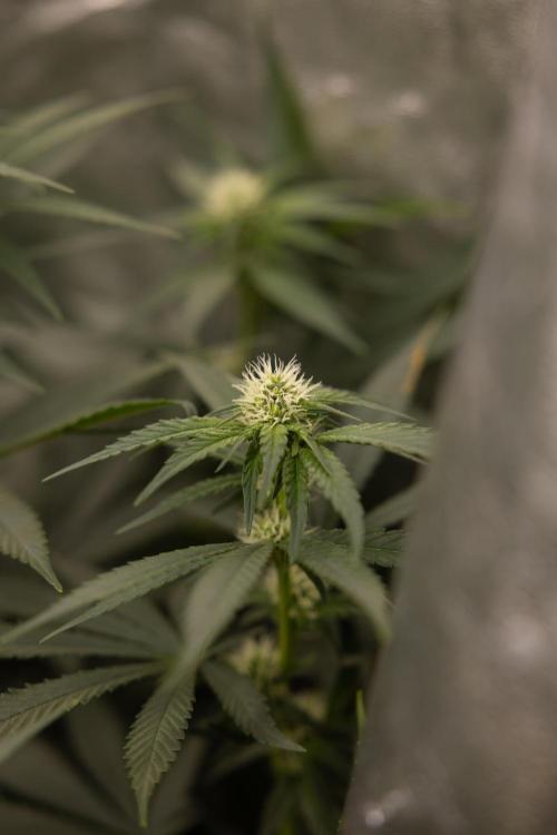 Blue Widow 🕷️  - Zamnesia x B&B. Week 6