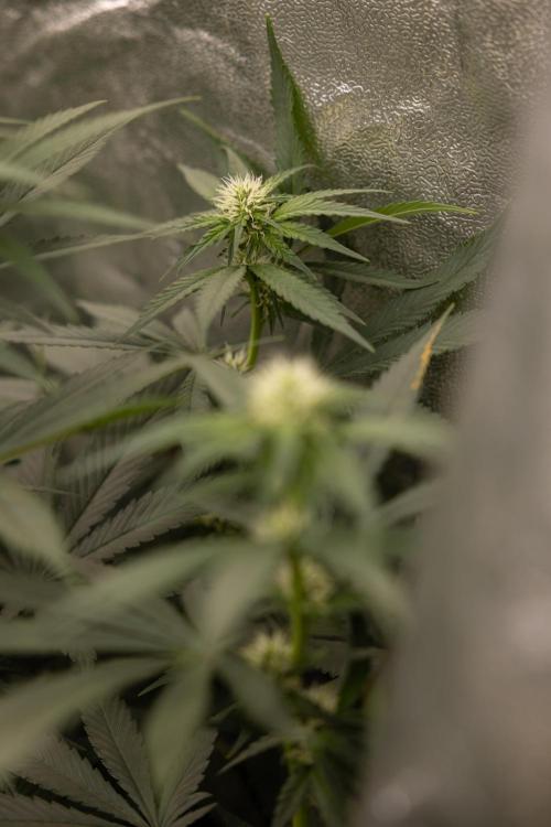 Blue Widow 🕷️  - Zamnesia x B&B. Week 6