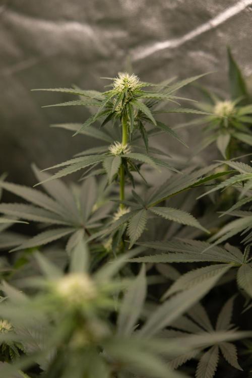 Blue Widow 🕷️  - Zamnesia x B&B. Week 6