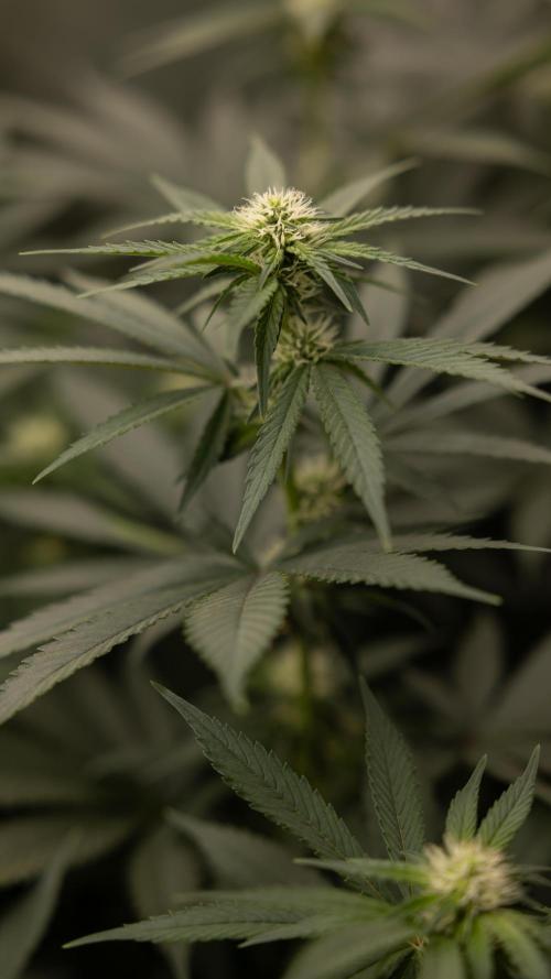 Blue Widow 🕷️  - Zamnesia x B&B. Week 6
