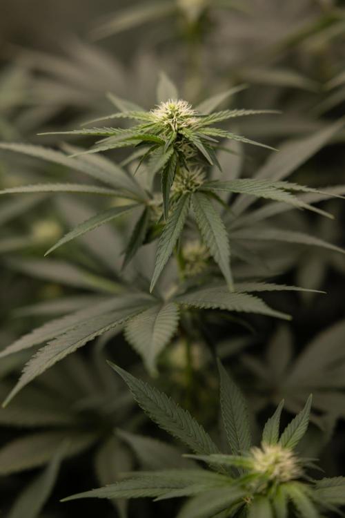Blue Widow 🕷️  - Zamnesia x B&B. Week 6