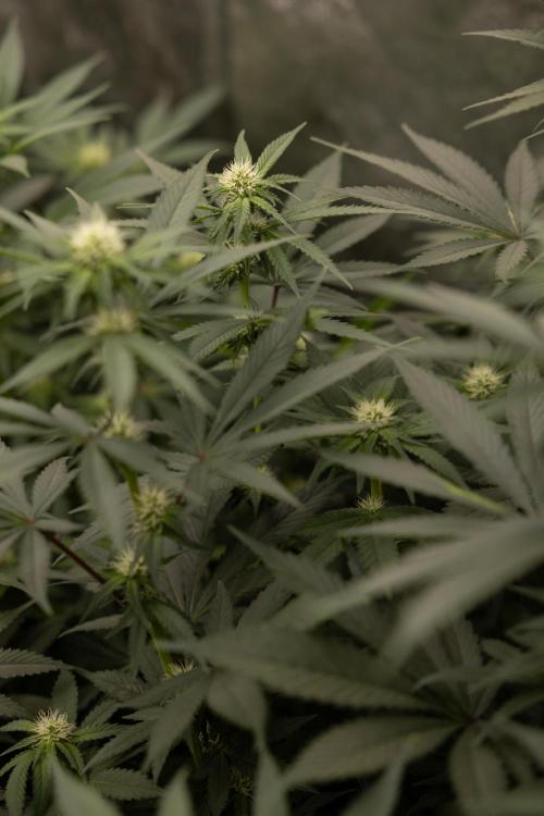 Blue Widow 🕷️  - Zamnesia x B&B. Week 6
