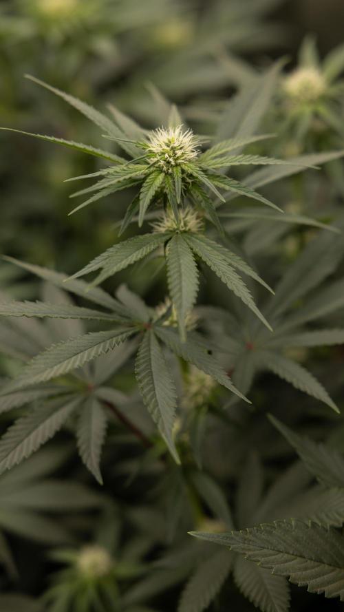 Blue Widow 🕷️  - Zamnesia x B&B. Week 6