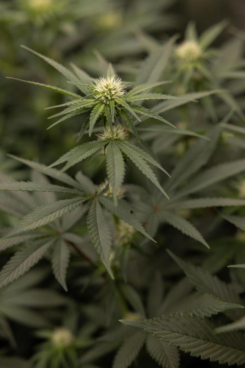 Blue Widow 🕷️  - Zamnesia x B&B. Week 6