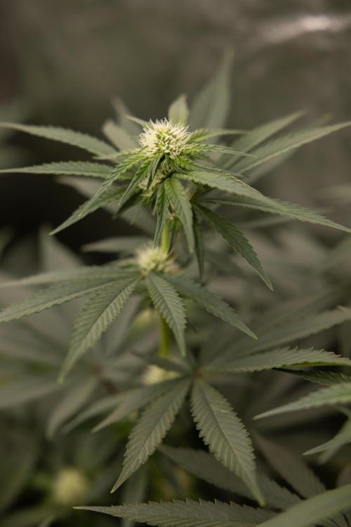 Blue Widow 🕷️  - Zamnesia x B&B. Week 6