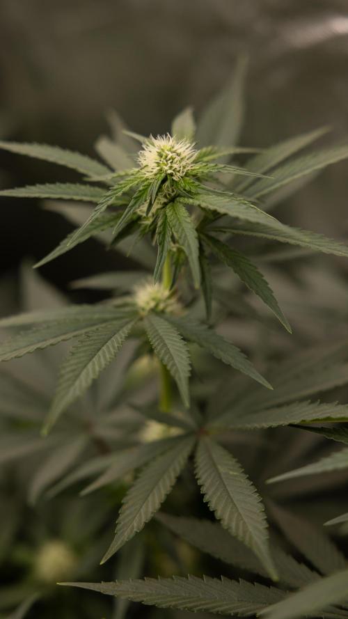 Blue Widow 🕷️  - Zamnesia x B&B. Week 6