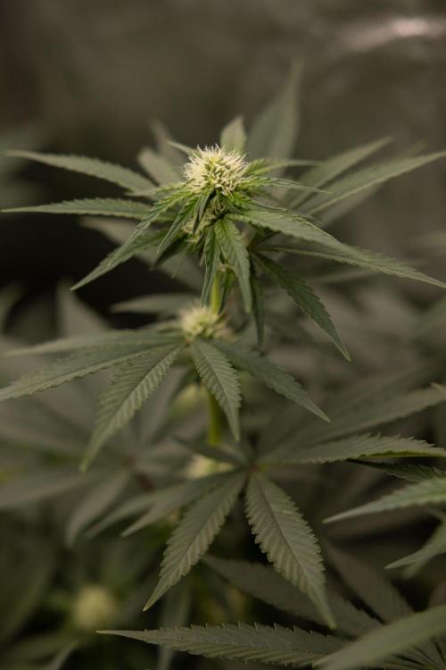 Blue Widow 🕷️  - Zamnesia x B&B. Week 6