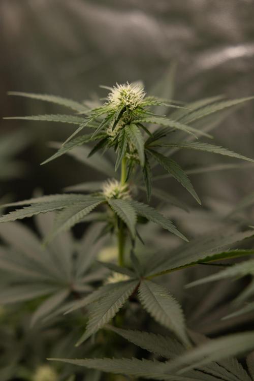 Blue Widow 🕷️  - Zamnesia x B&B. Week 6