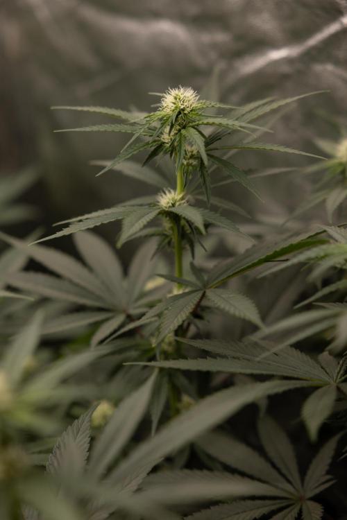 Blue Widow 🕷️  - Zamnesia x B&B. Week 6