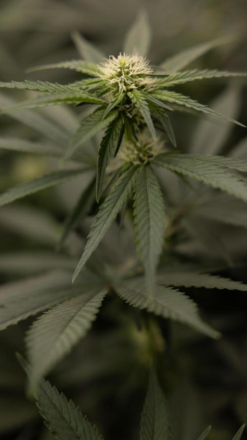 Blue Widow 🕷️  - Zamnesia x B&B. Week 6