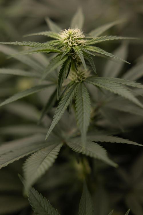 Blue Widow 🕷️  - Zamnesia x B&B. Week 6