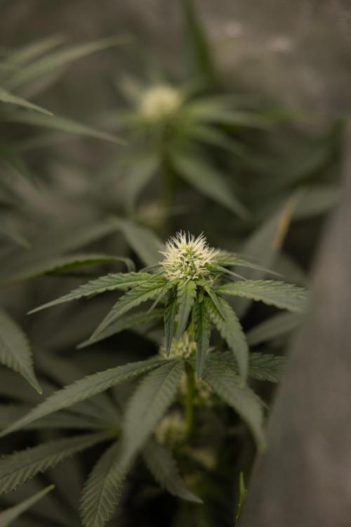 Blue Widow 🕷️  - Zamnesia x B&B. Week 6