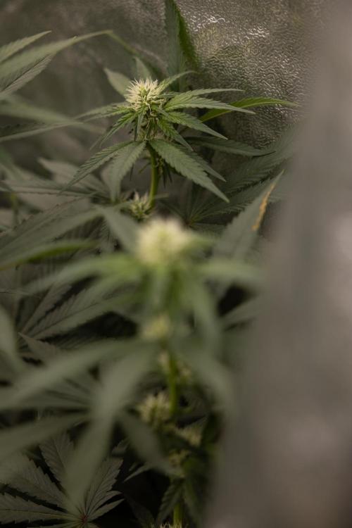 Blue Widow 🕷️  - Zamnesia x B&B. Week 6