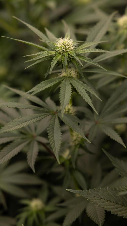 Blue Widow 🕷️  - Zamnesia x B&B. Week 6