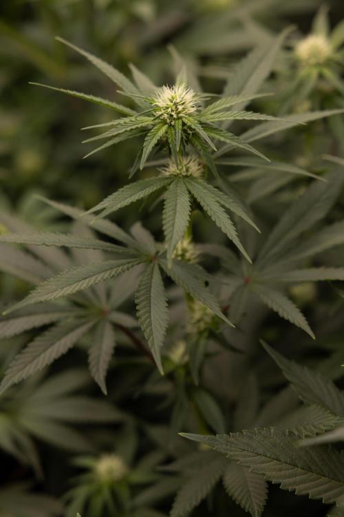 Blue Widow 🕷️  - Zamnesia x B&B. Week 6