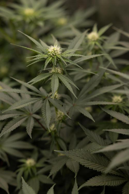 Blue Widow 🕷️  - Zamnesia x B&B. Week 6