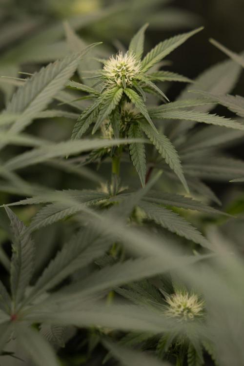 Blue Widow 🕷️  - Zamnesia x B&B. Week 6