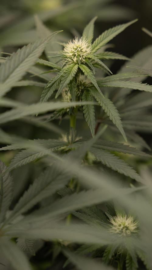 Blue Widow 🕷️  - Zamnesia x B&B. Week 6