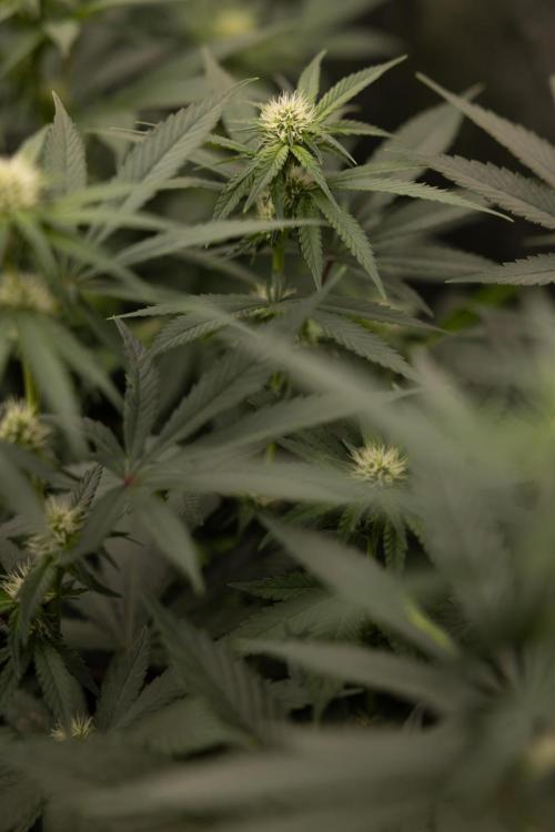 Blue Widow 🕷️  - Zamnesia x B&B. Week 6