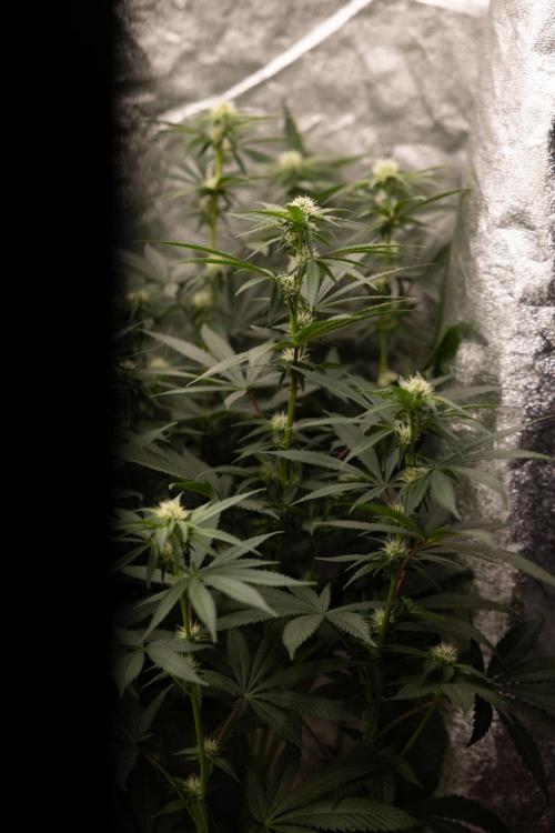 Blue Widow 🕷️  - Zamnesia x B&B. Week 6