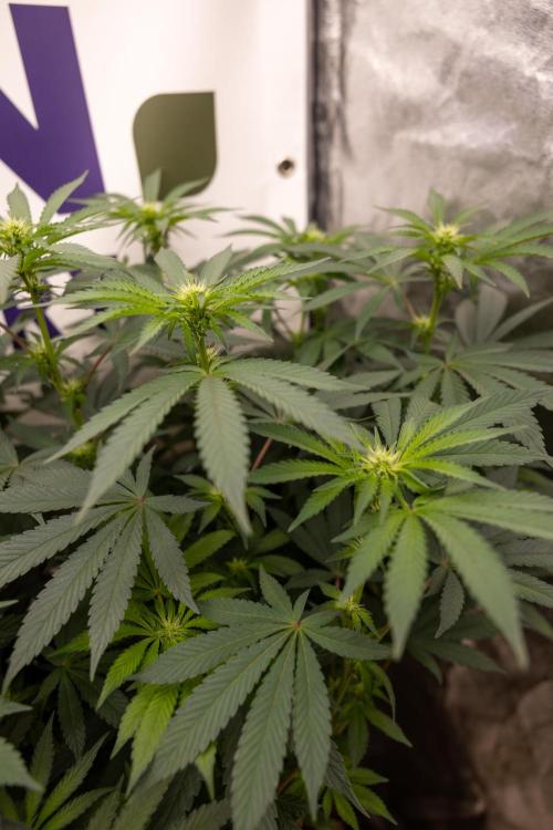 Alien OG 👽 - Zamnesia x B&B. Week 7