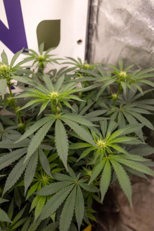 Alien OG 👽 - Zamnesia x B&B. Week 7