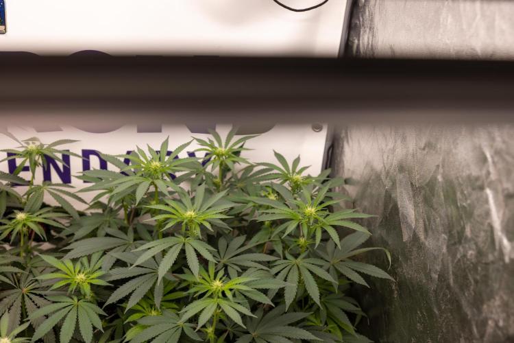 Alien OG 👽 - Zamnesia x B&B. Week 7