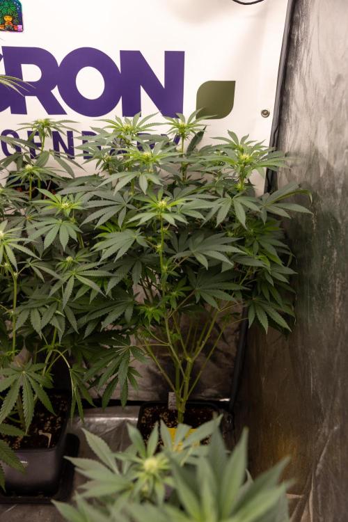 Alien OG 👽 - Zamnesia x B&B. Week 7