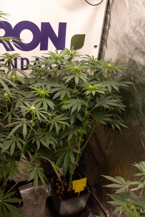 Alien OG 👽 - Zamnesia x B&B. Week 7