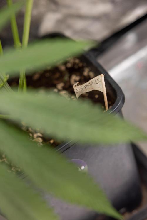 Classic Skunk 🌱  - Zamnesia x B&B. Week 7