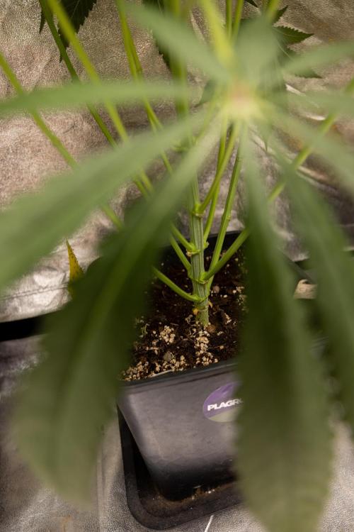 Classic Skunk 🌱  - Zamnesia x B&B. Week 7