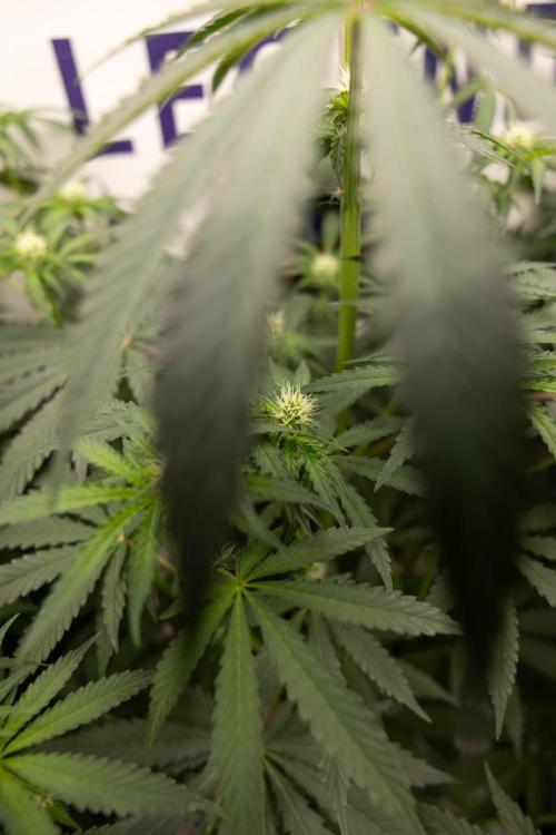 Classic Skunk 🌱  - Zamnesia x B&B. Week 7