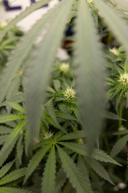 Classic Skunk 🌱  - Zamnesia x B&B. Week 7