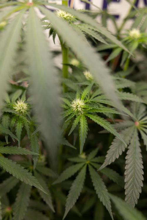 Classic Skunk 🌱  - Zamnesia x B&B. Week 7