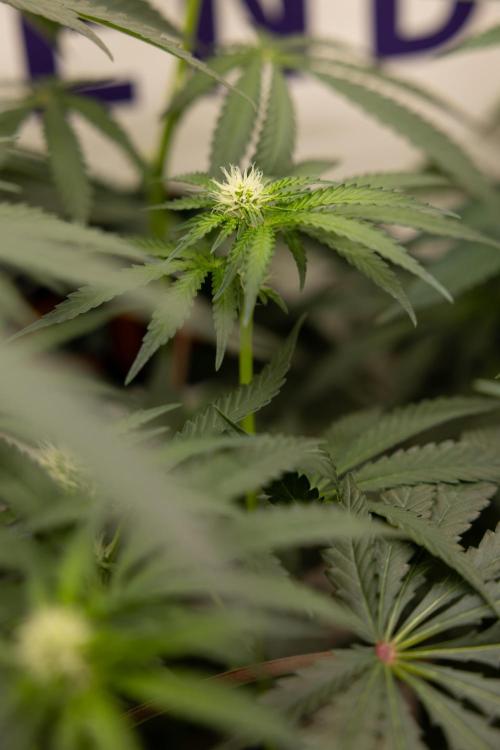 Classic Skunk 🌱  - Zamnesia x B&B. Week 7
