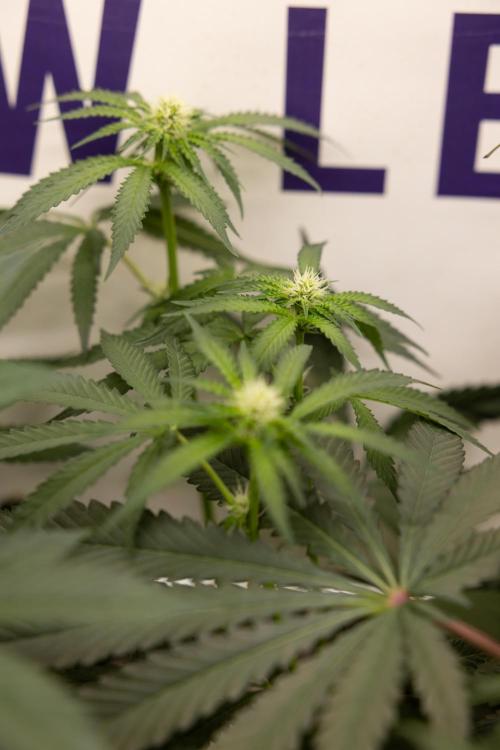Classic Skunk 🌱  - Zamnesia x B&B. Week 7