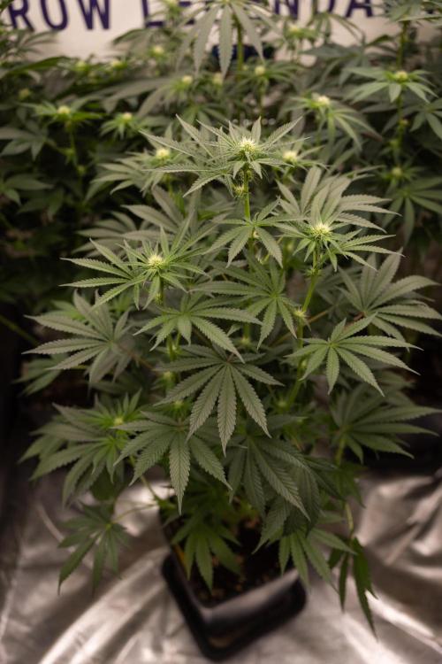 Classic Skunk 🌱  - Zamnesia x B&B. Week 7