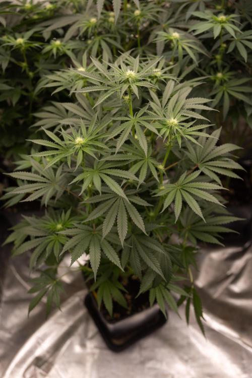 Classic Skunk 🌱  - Zamnesia x B&B. Week 7