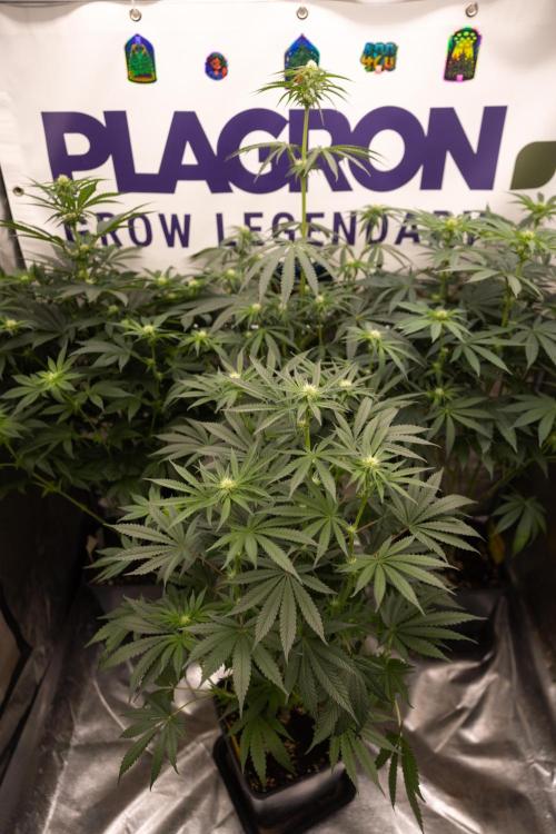 Classic Skunk 🌱  - Zamnesia x B&B. Week 7