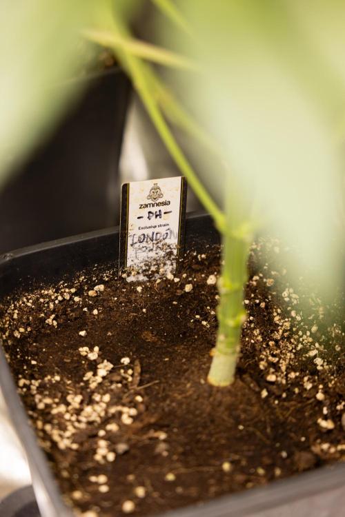 London Pound Cake 🍰 - Zamnesia x B&B. Week 7
