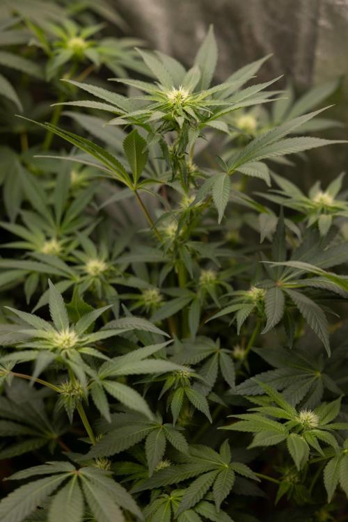 London Pound Cake 🍰 - Zamnesia x B&B. Week 7