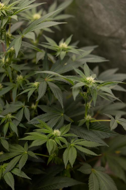 London Pound Cake 🍰 - Zamnesia x B&B. Week 7