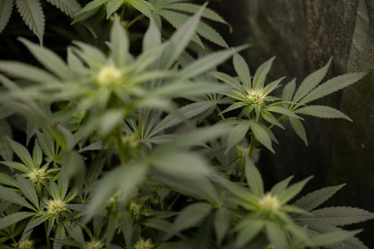 London Pound Cake 🍰 - Zamnesia x B&B. Week 7
