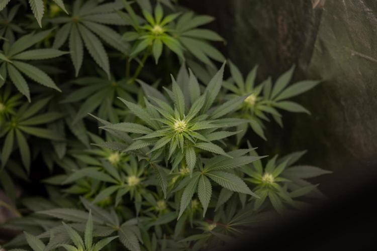 London Pound Cake 🍰 - Zamnesia x B&B. Week 7