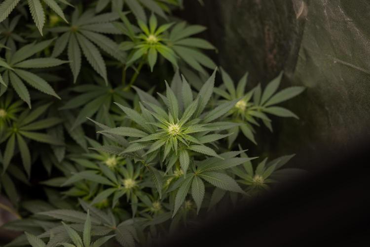 London Pound Cake 🍰 - Zamnesia x B&B. Week 7
