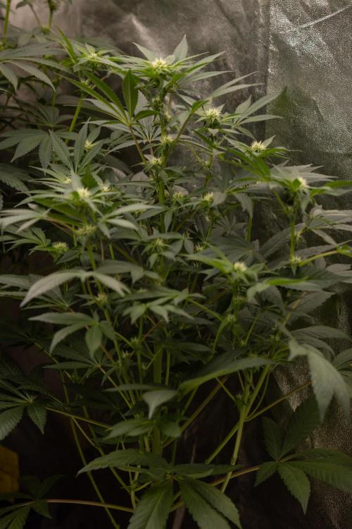 London Pound Cake 🍰 - Zamnesia x B&B. Week 7
