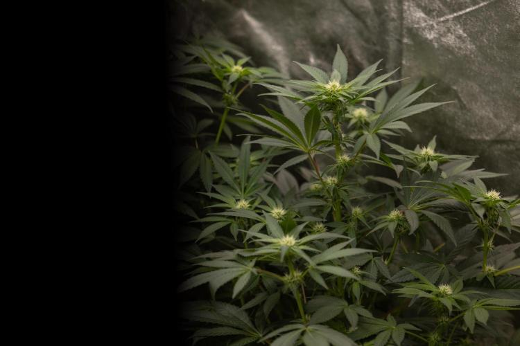 London Pound Cake 🍰 - Zamnesia x B&B. Week 7